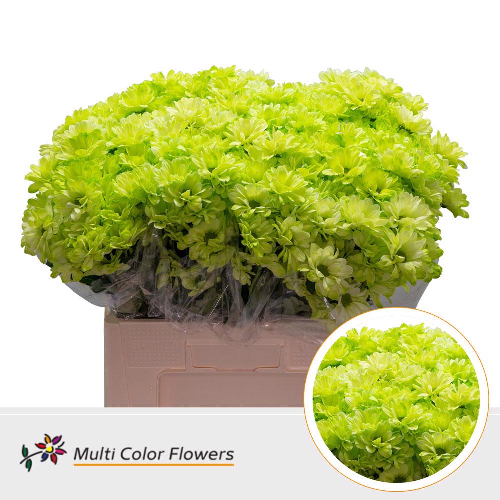 10x Chrysant kennedy mint 60cm