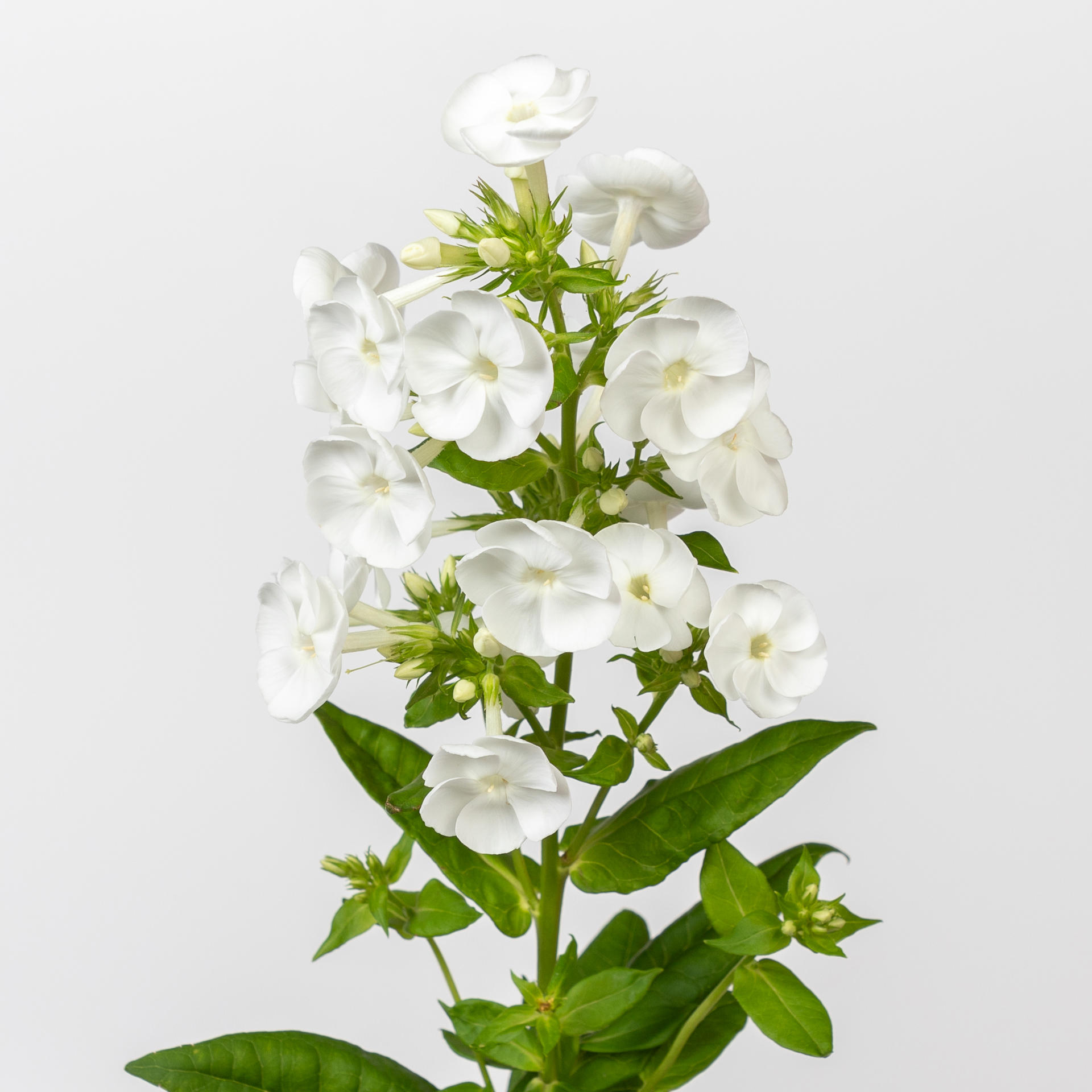 20x Phlox danielle 60cm