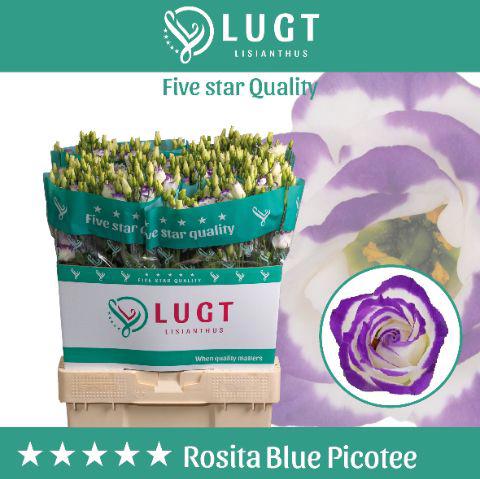 10x Eust.rosita blue picotee du 70cm