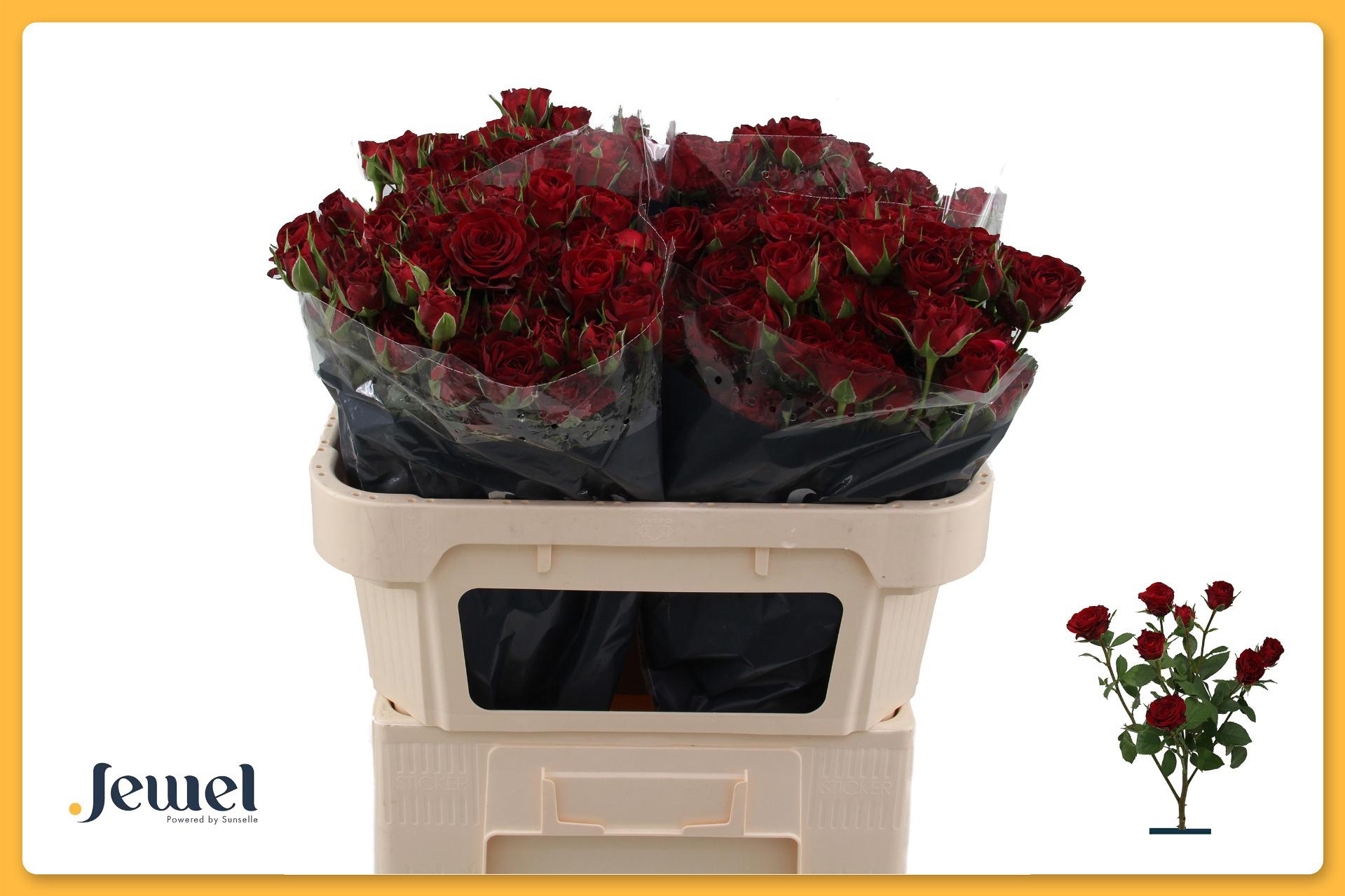 10x Rosa tr. caradonna 70cm