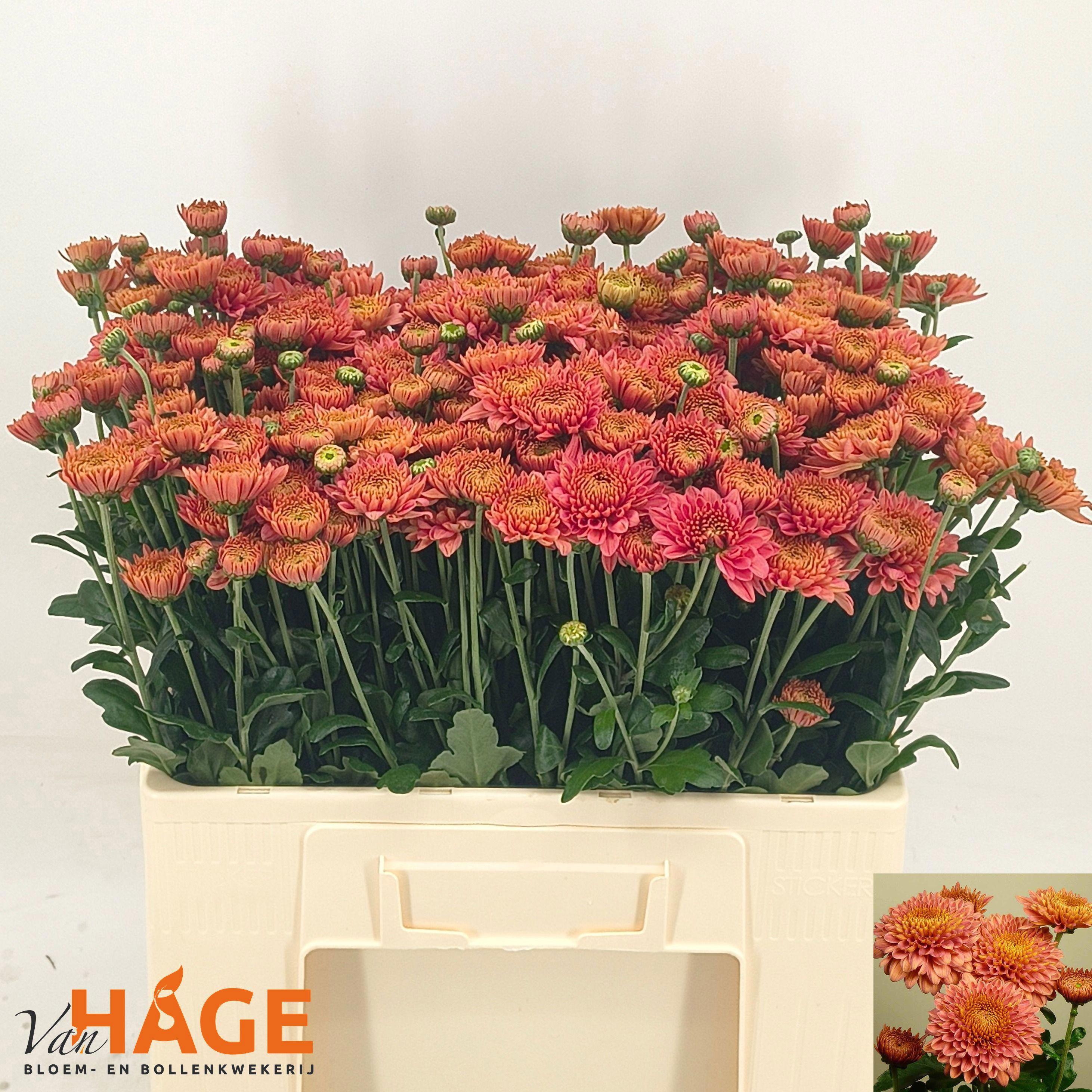 8x Chrysant blenda salmon 50cm