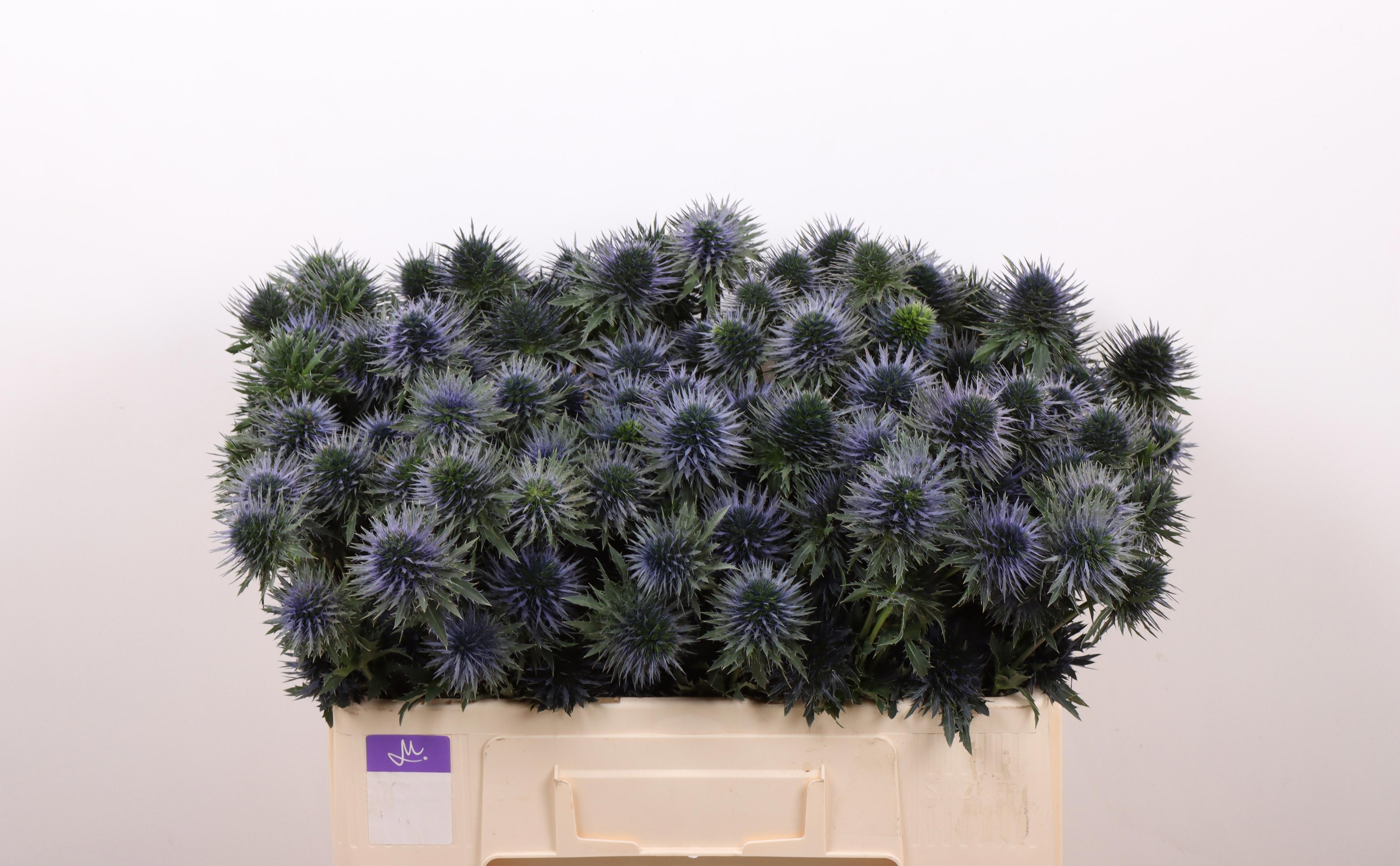 10x Eryn.scorpius questar 50cm
