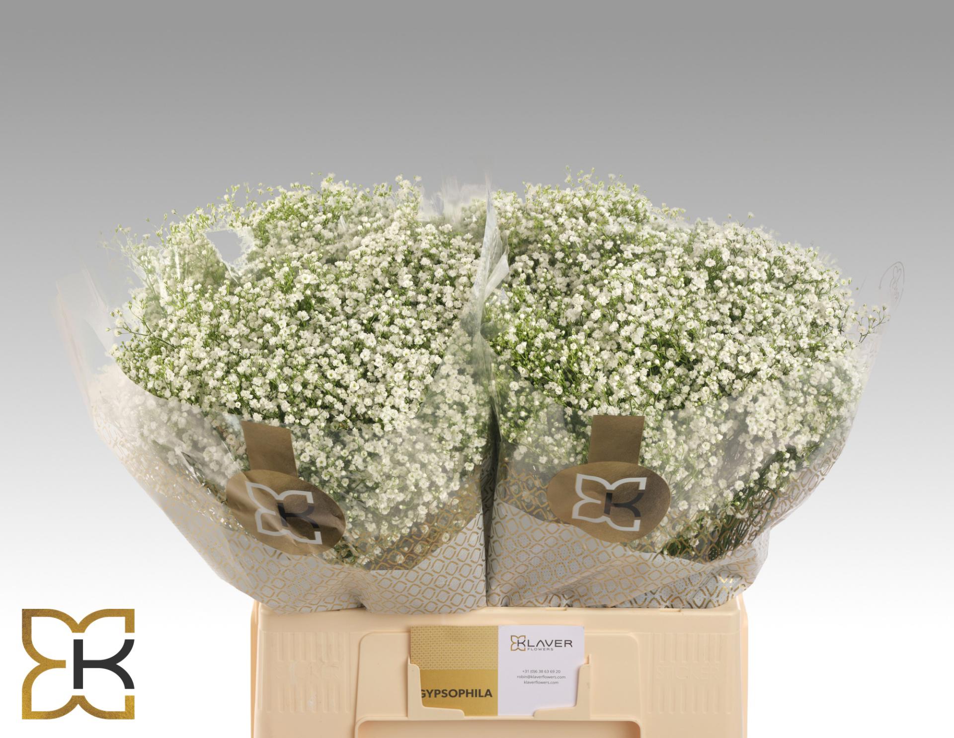 25x Gipskruid zinzi discovery 60cm