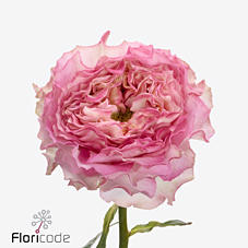 10x Rosa lady sommerset 50cm