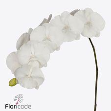 10x Phal.white serenity 80cm