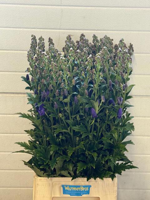 10x Aconitum arendsii 80cm