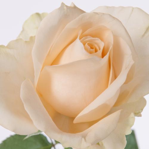 20x Rosa magic avalanche+ 50cm
