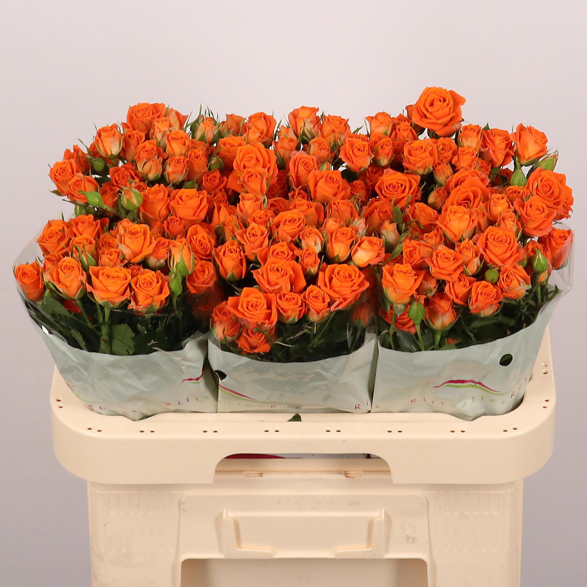 10x Rosa picanto 60cm