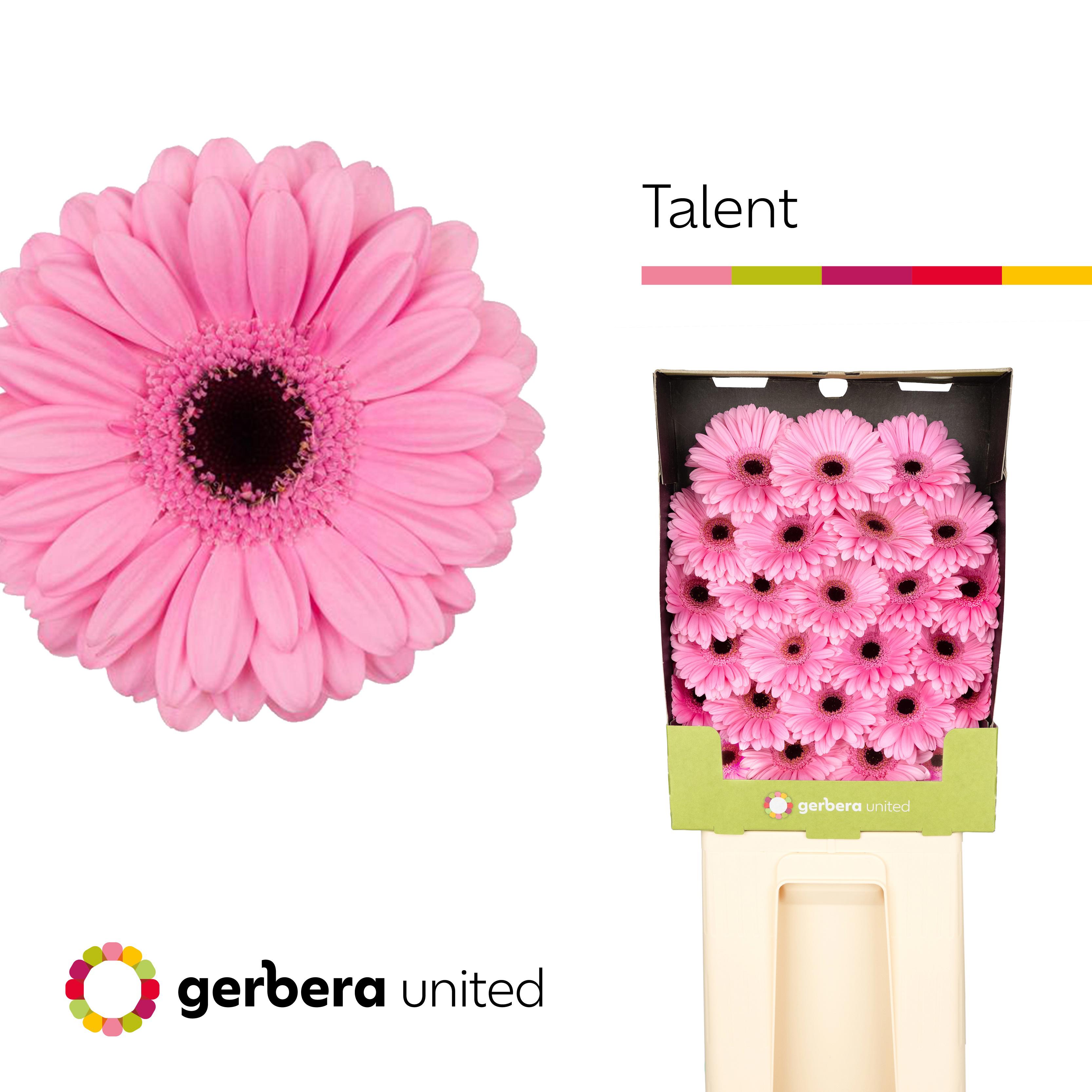 25x Germ.talent 70cm