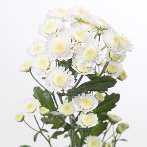 10x Chrysant stallion 70cm