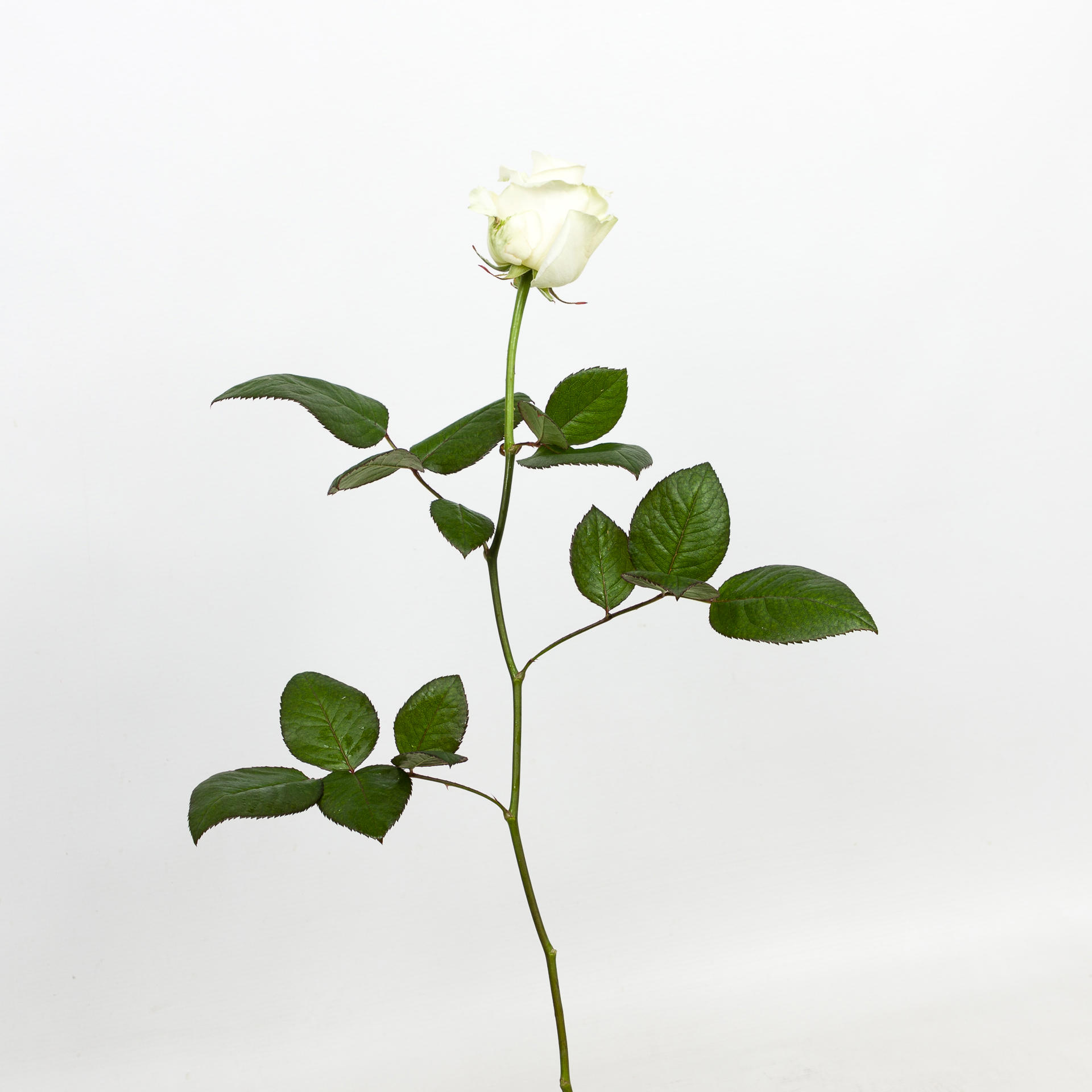 10x Rosa avalanche+ 50cm