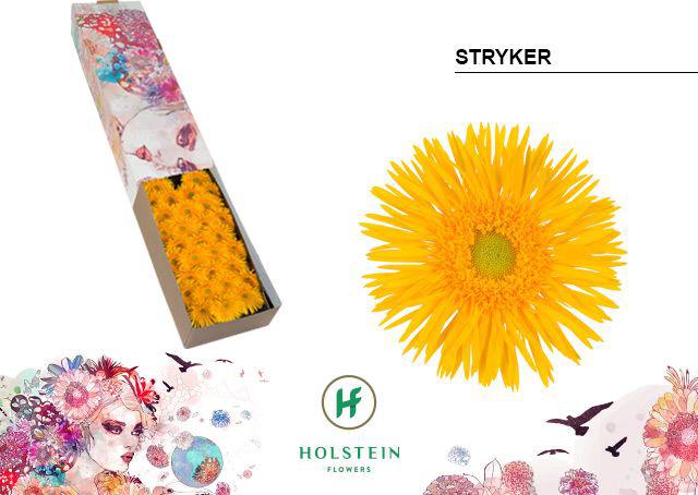 60x Germ.stryker 40cm