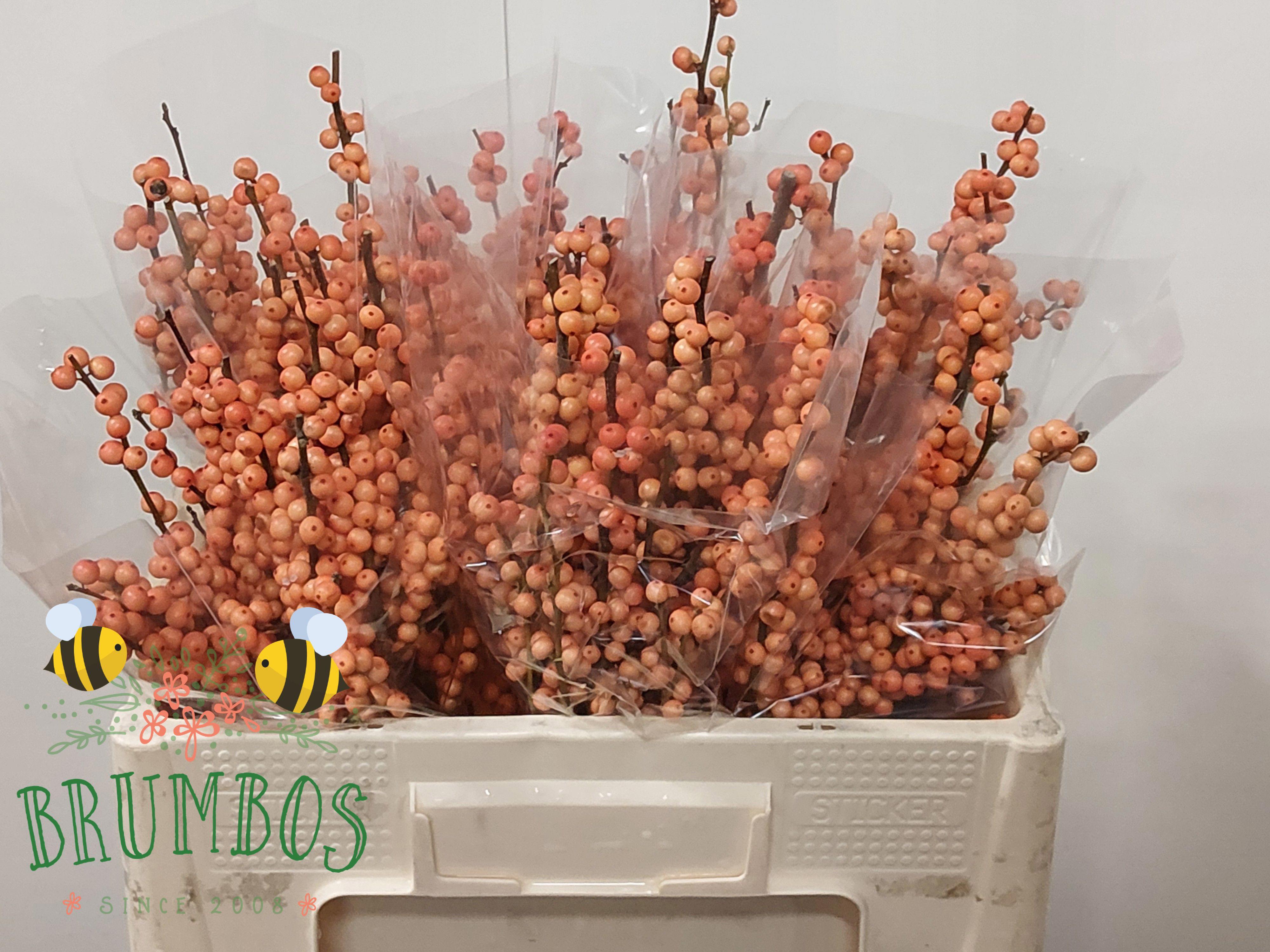 5x Ilex winter gold 50cm