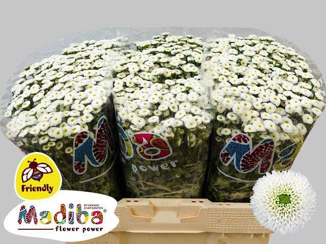 25x Chrysant san.madiba ideal white 50cm