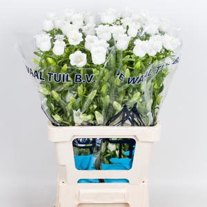 10x Camp.med.champ.white 70cm