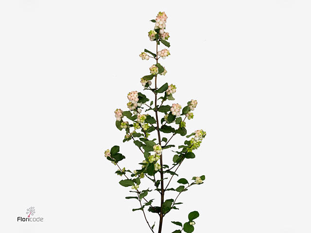 10x Symphor.magical autumn blush 60cm