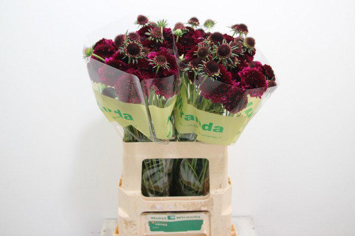40x Scabiosa red velvet scoop 50cm