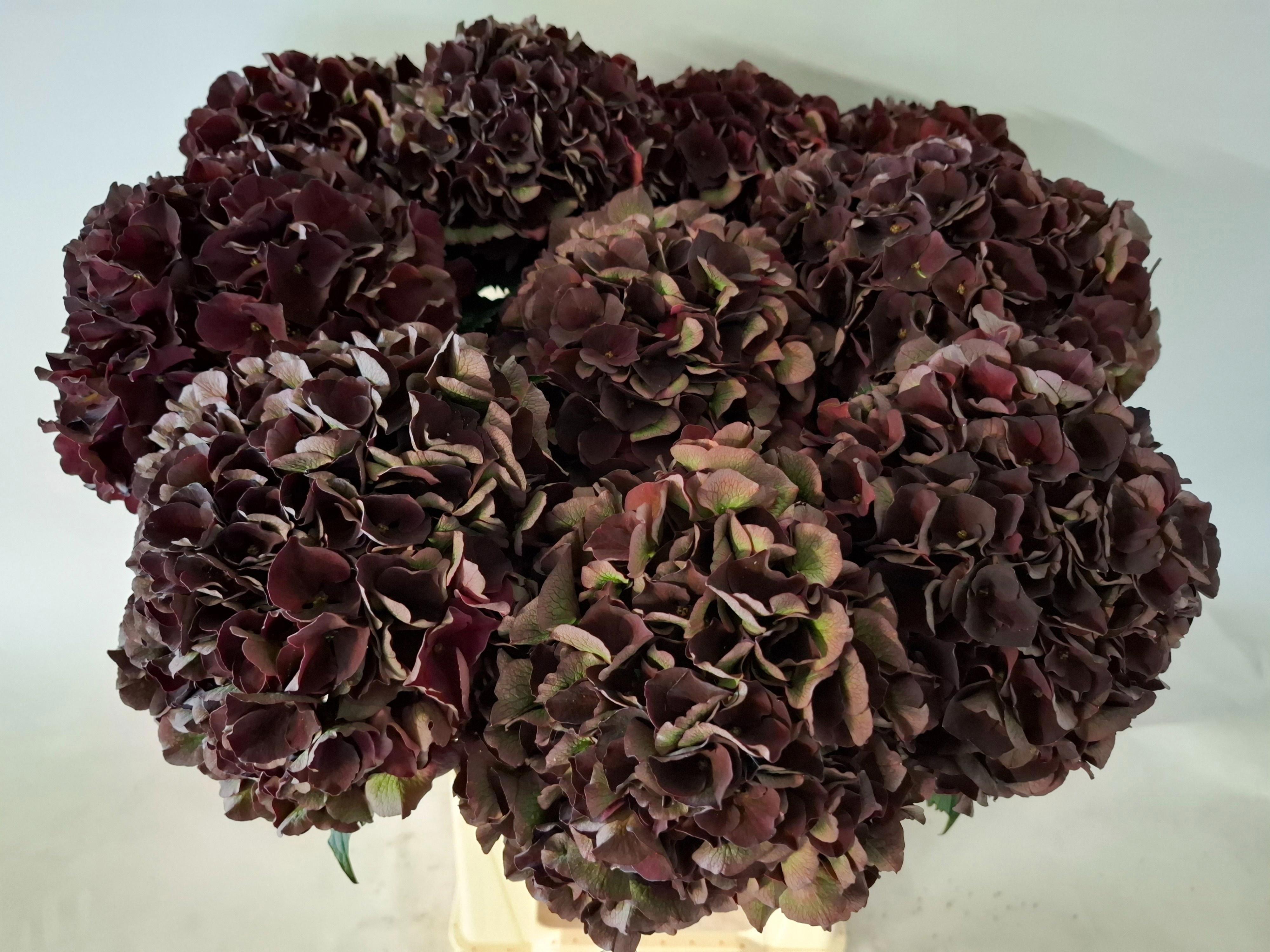 5x Hydr.mag.dark ruby classic 60cm