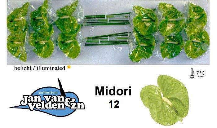 12x Anth.midori 10cm