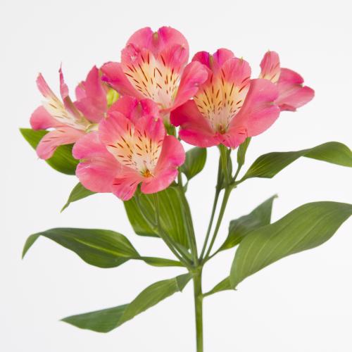 10x Alstroemeria flor.noa 70cm