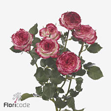 10x Rosa street party 60cm