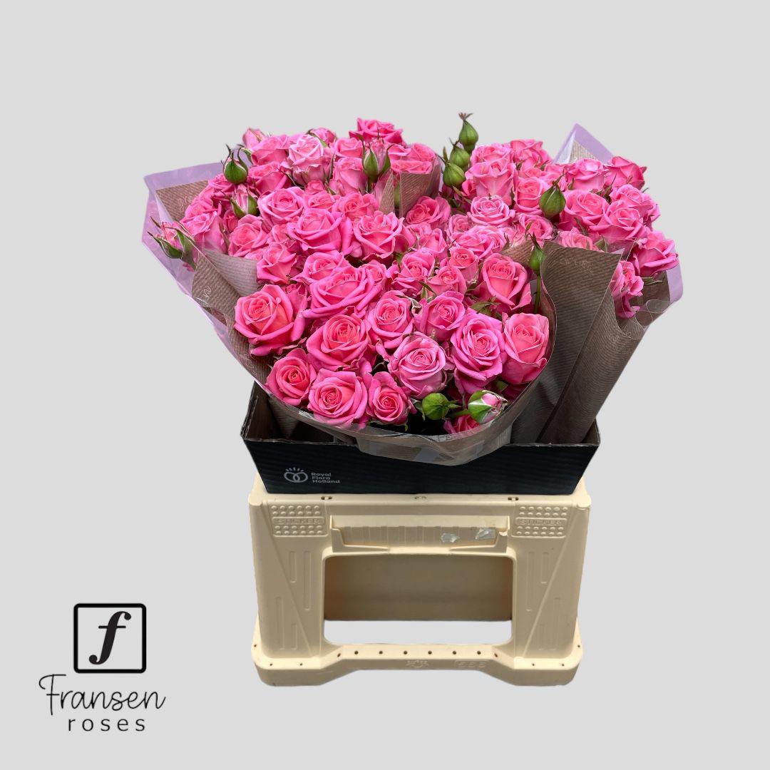 10x Rosa tr. emilia 40cm