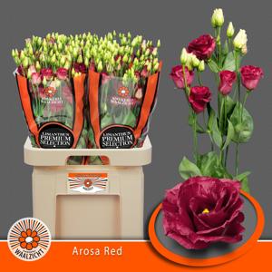 10x Eust.arosa red du 70cm