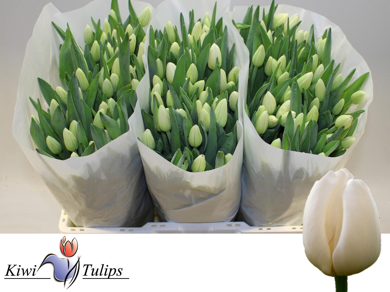 50x Tulipa antartica en 40cm