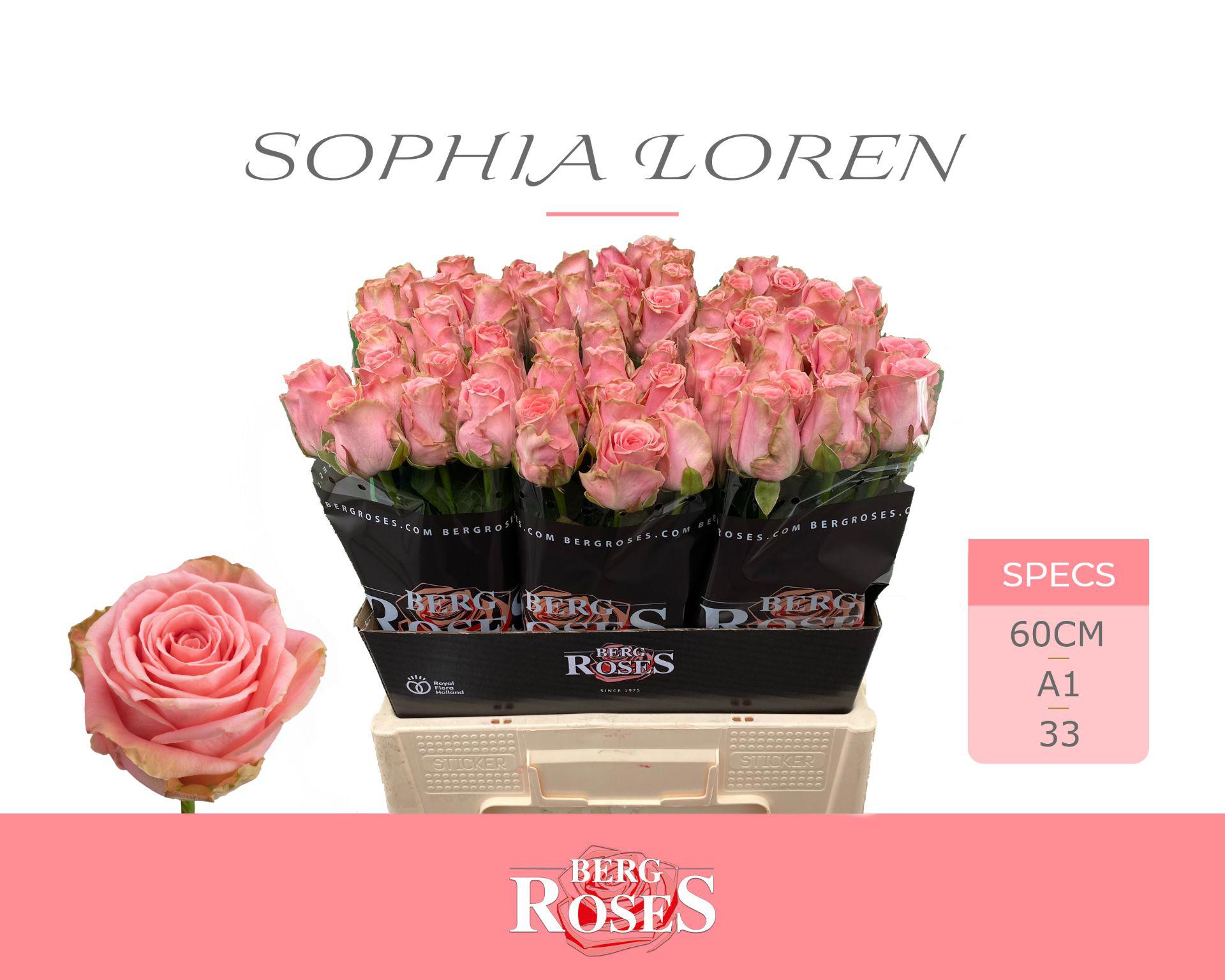 10x Rosa sophia loren 60cm