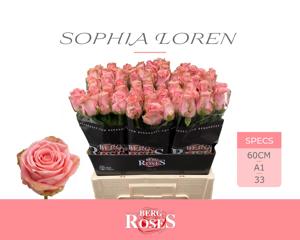 10x Rosa sophia loren 60cm