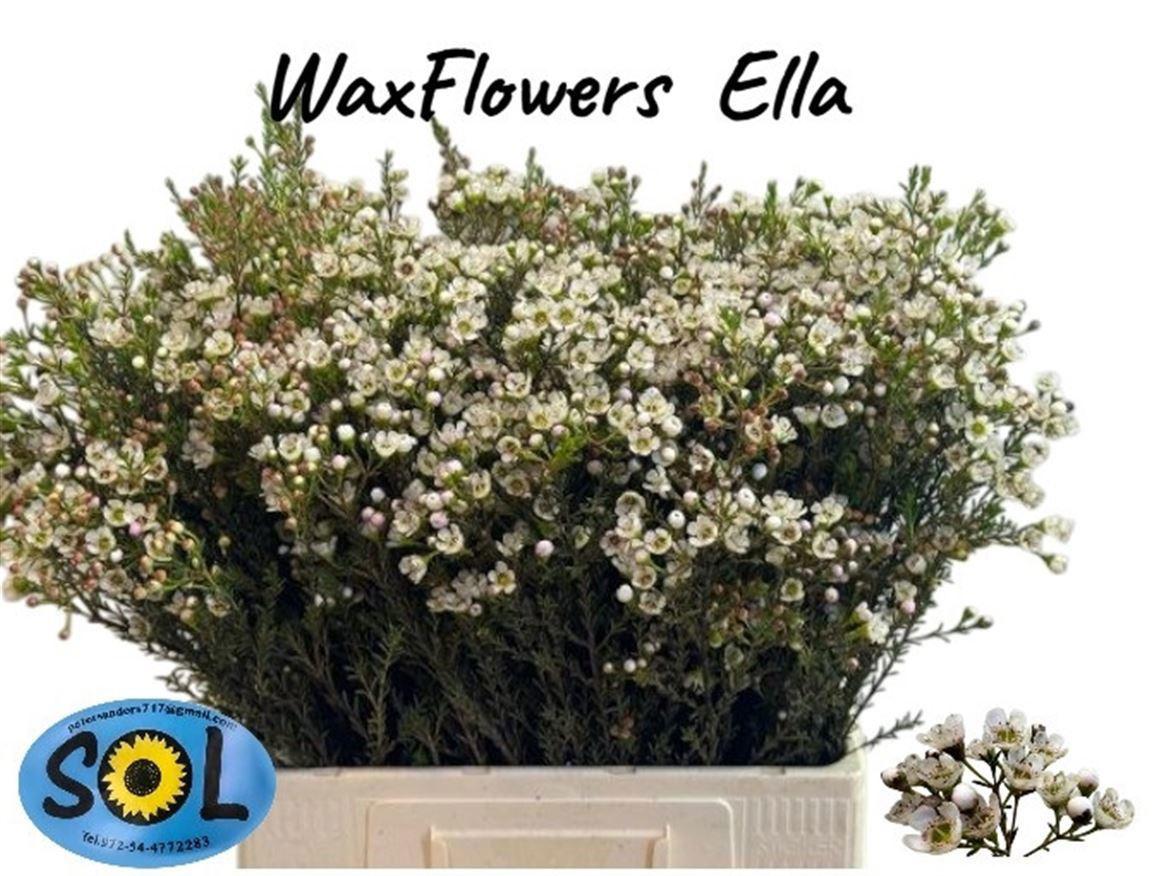 25x Cham.ella 60cm