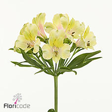 10x Alstroemeria melon 70cm