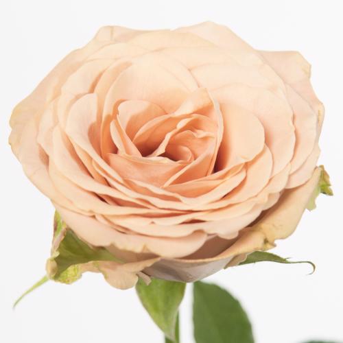 20x Rosa cappuccino 40cm