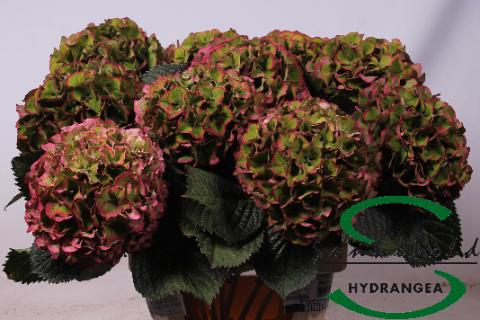10x Hydr.glowing alps classic 60cm