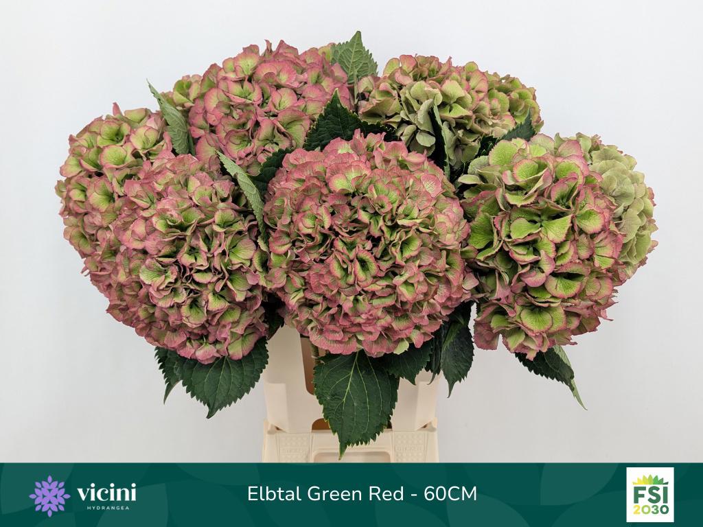 10x Hydr.elbtal classic 60cm