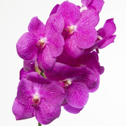 16x Vanda nit.hot pink