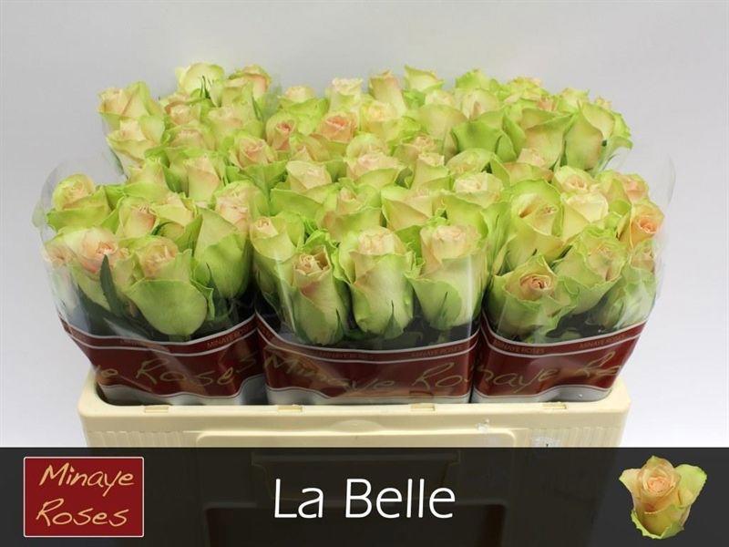 20x Rosa la belle 50cm