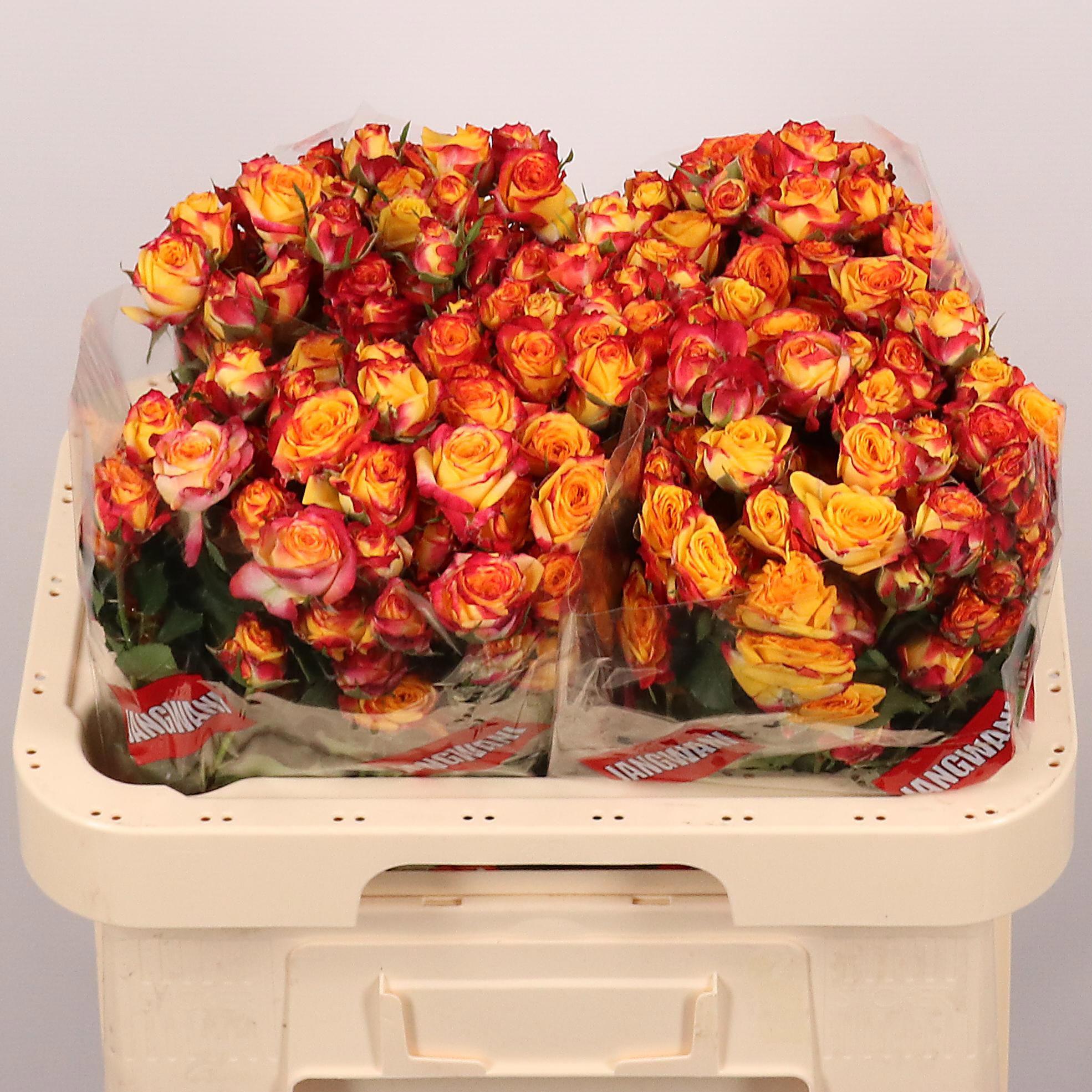 10x Rosa land of fire 60cm