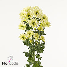 10x Chrysant resq cream 70cm