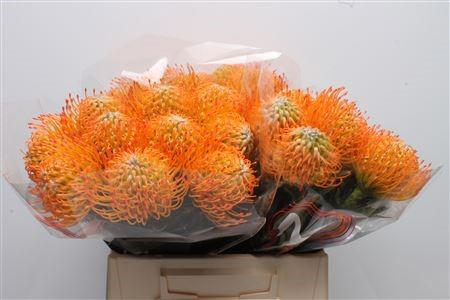 10x Leucos.ayoba sun 40cm