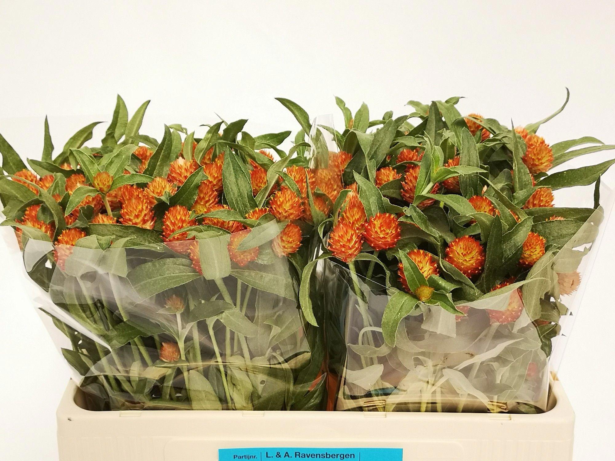50x Gomphrena haageana 50cm