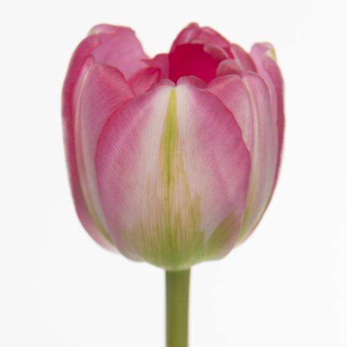 50x Tulipa beth hart du 30cm