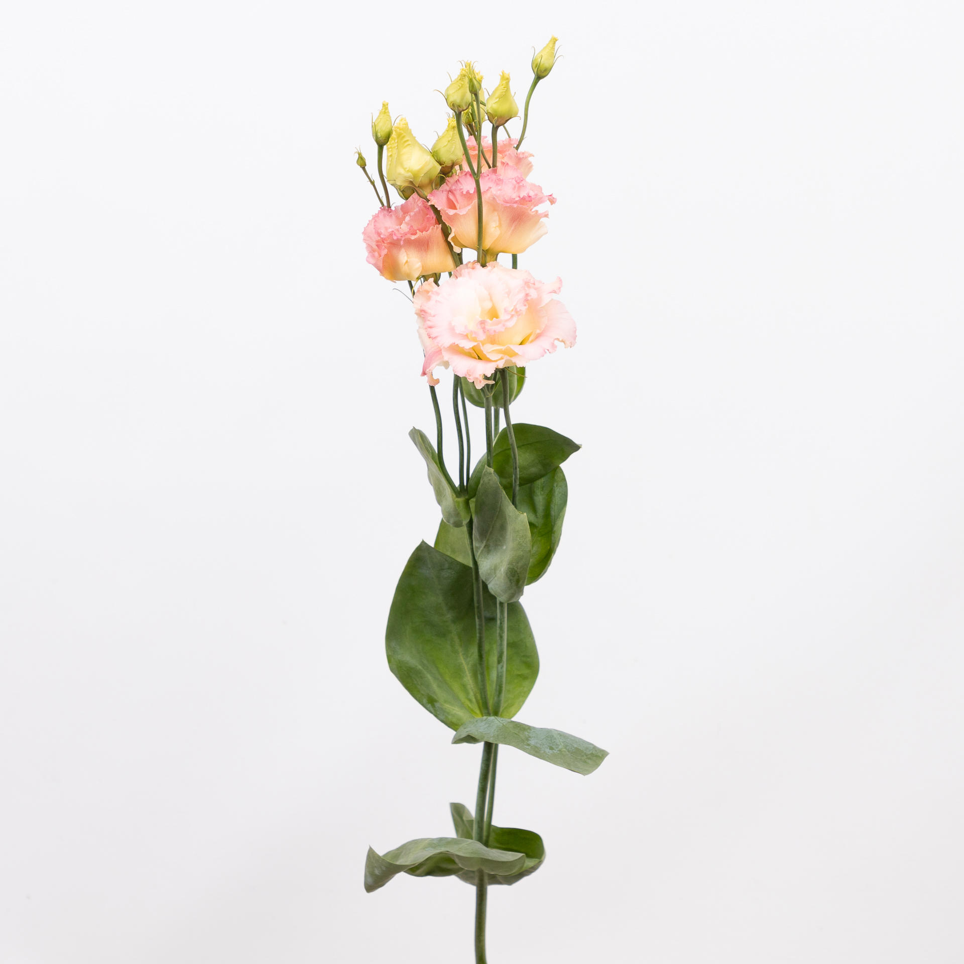 10x Eust.alissa champagne du 70cm
