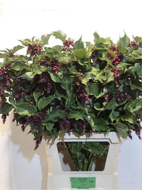 10x Leycesteria purple rain 80cm