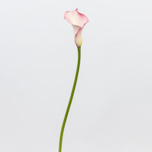 10x Zant.blushing lady 60cm