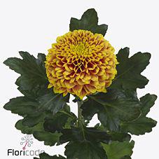 10x Chrysant tropicana 70cm