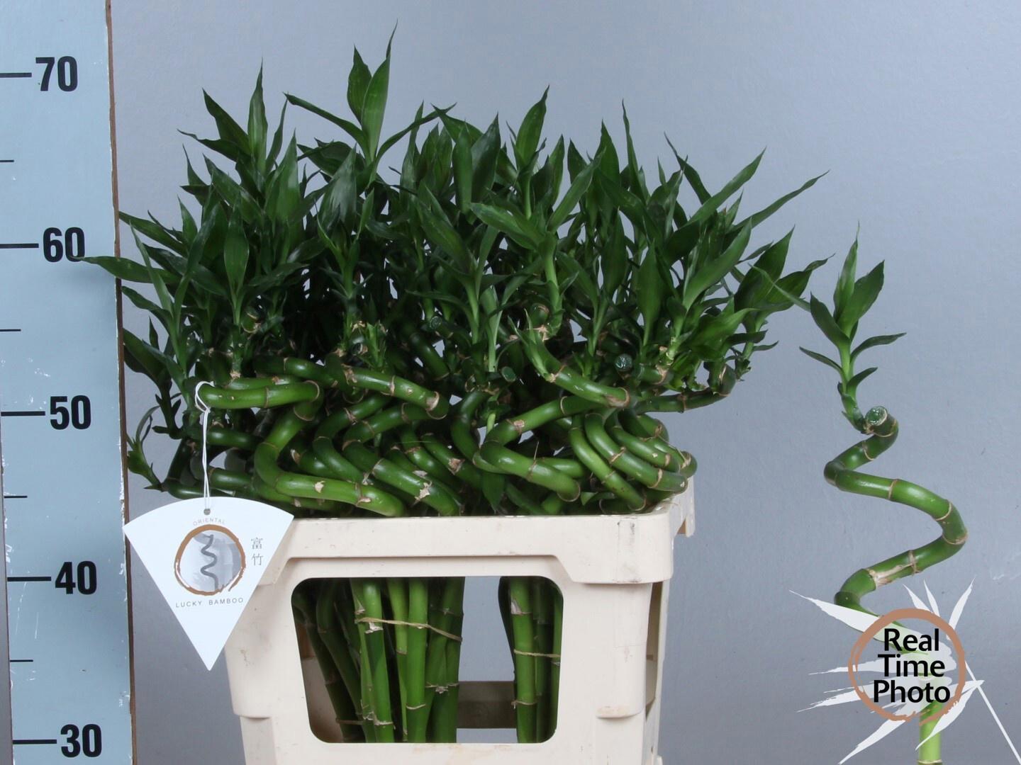 10x Sg drac.lucky bamboo 50cm