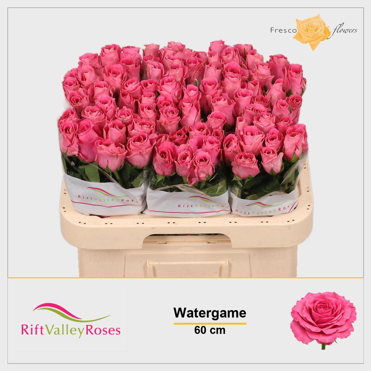 10x Rosa water game 60cm