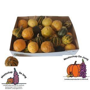 40x Sf cucurbita pepo mix var.