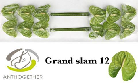 12x Anth.grand slam 10cm